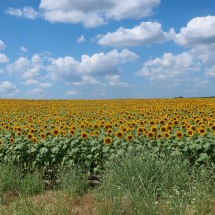 Endless sunflower field near the Turkish border